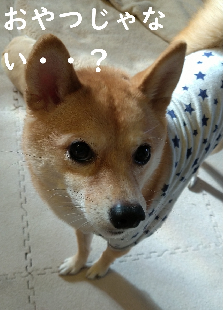 f:id:hanatara:20201121124926j:plain