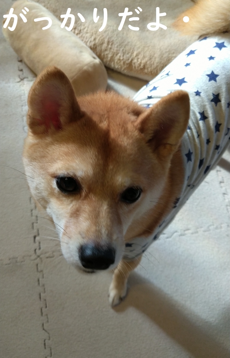 f:id:hanatara:20201121125013j:plain