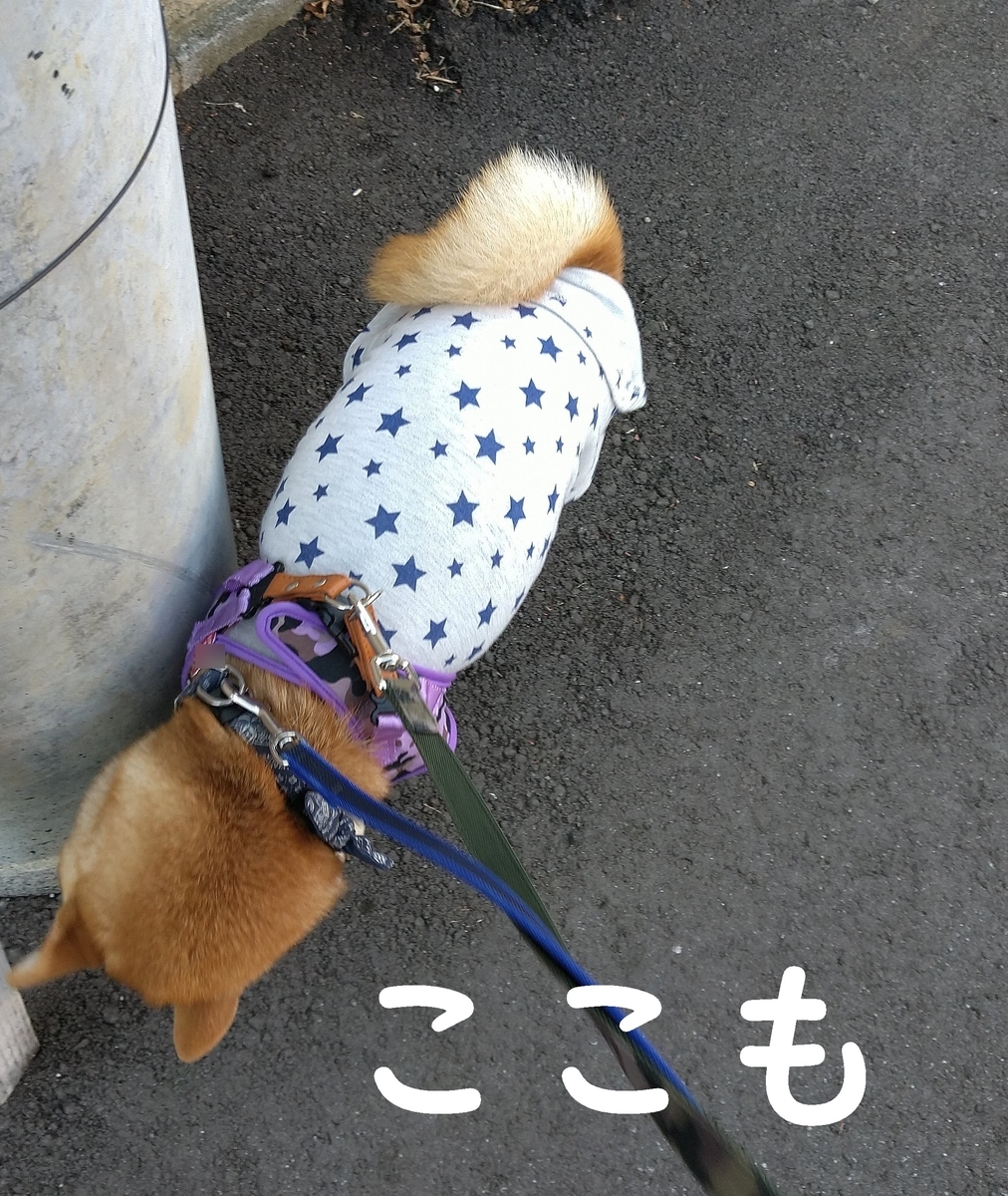f:id:hanatara:20201122103415j:plain
