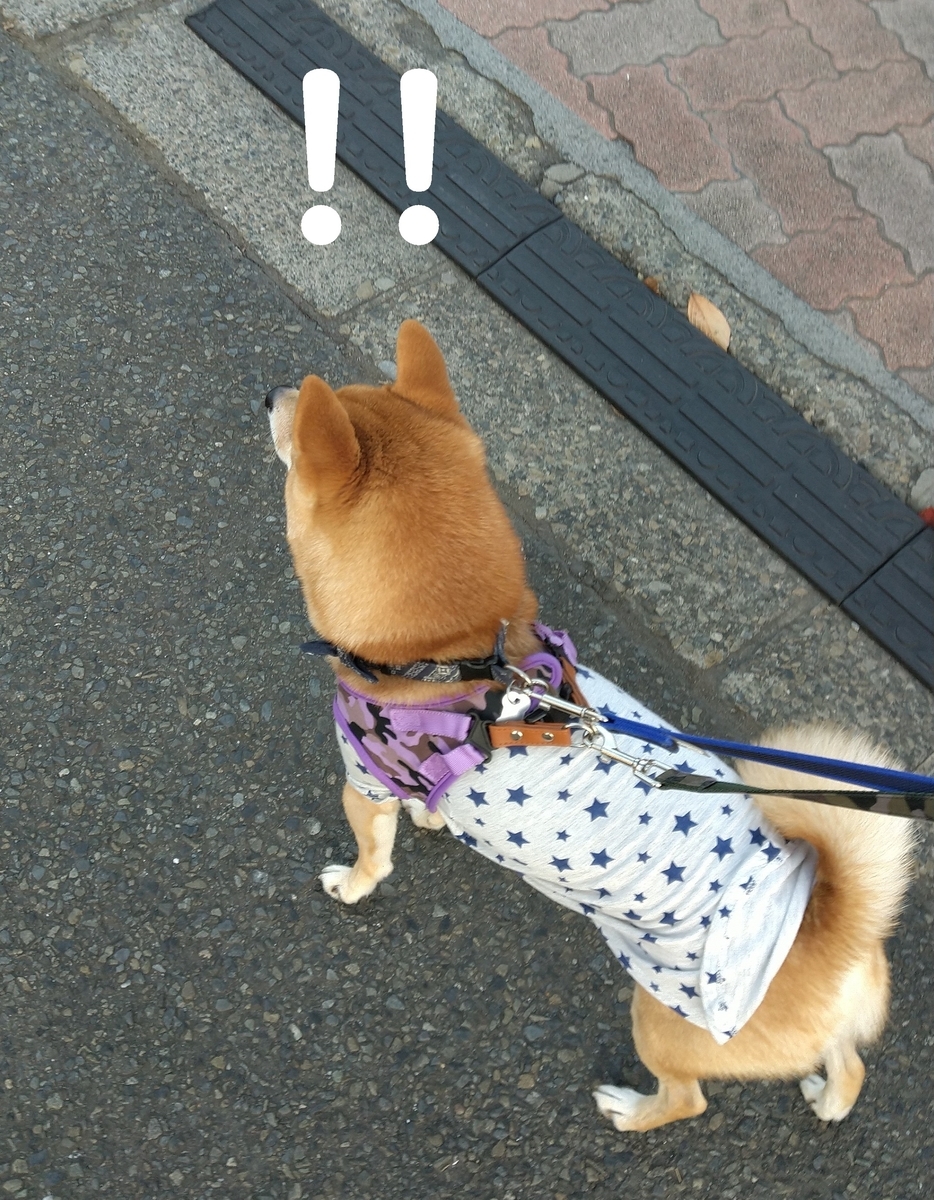 f:id:hanatara:20201122103505j:plain