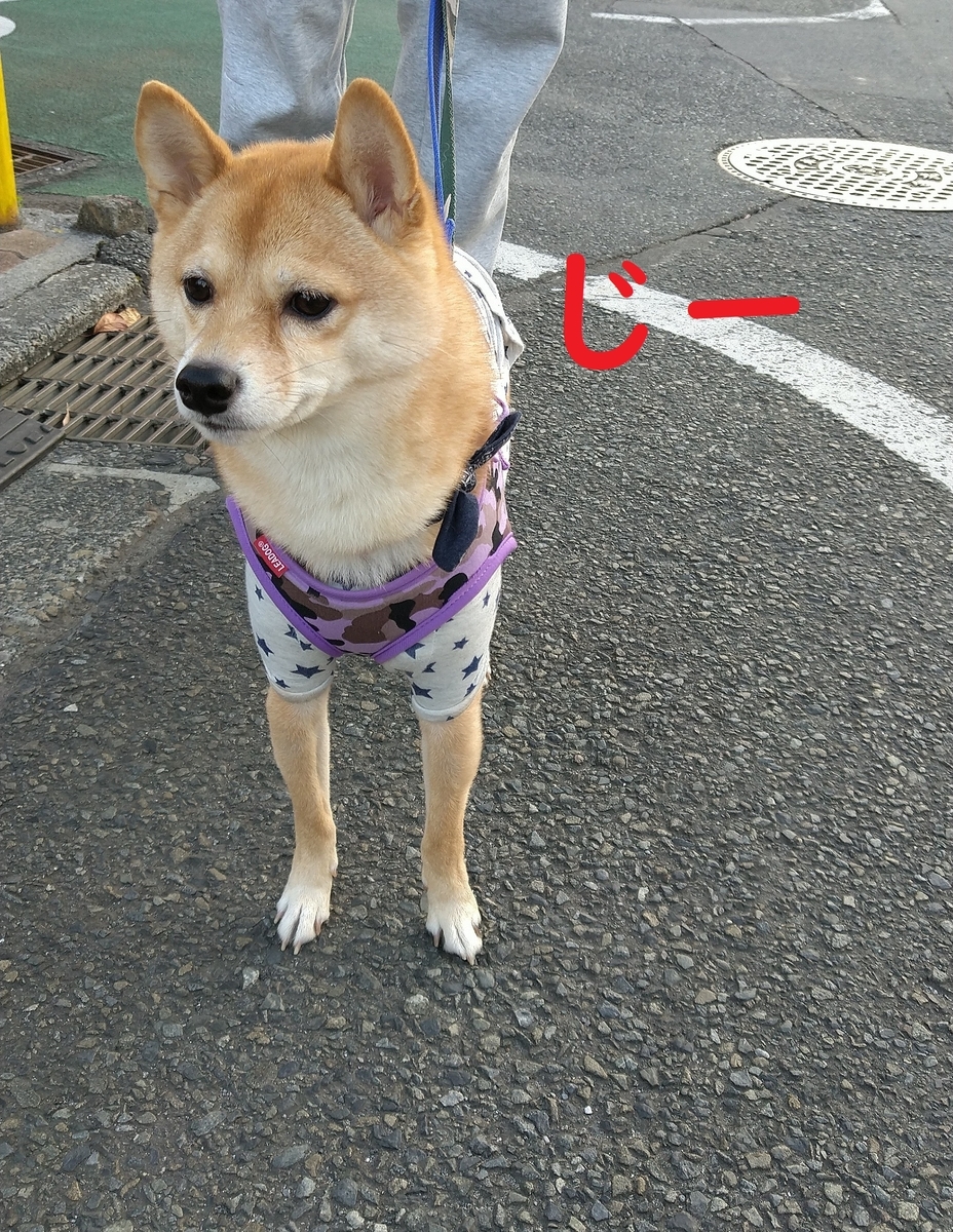 f:id:hanatara:20201122103632j:plain
