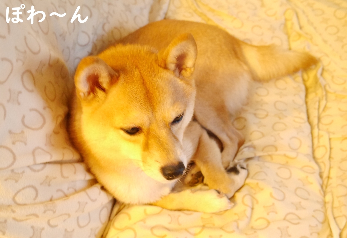 f:id:hanatara:20201123112404j:plain