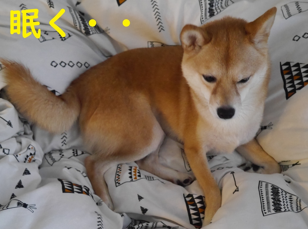 f:id:hanatara:20201123113151j:plain
