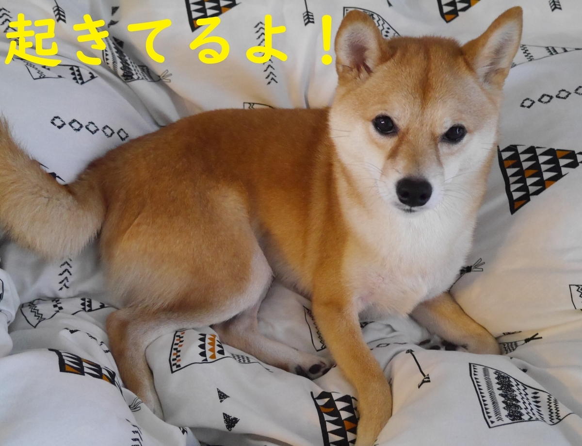 f:id:hanatara:20201123113233j:plain