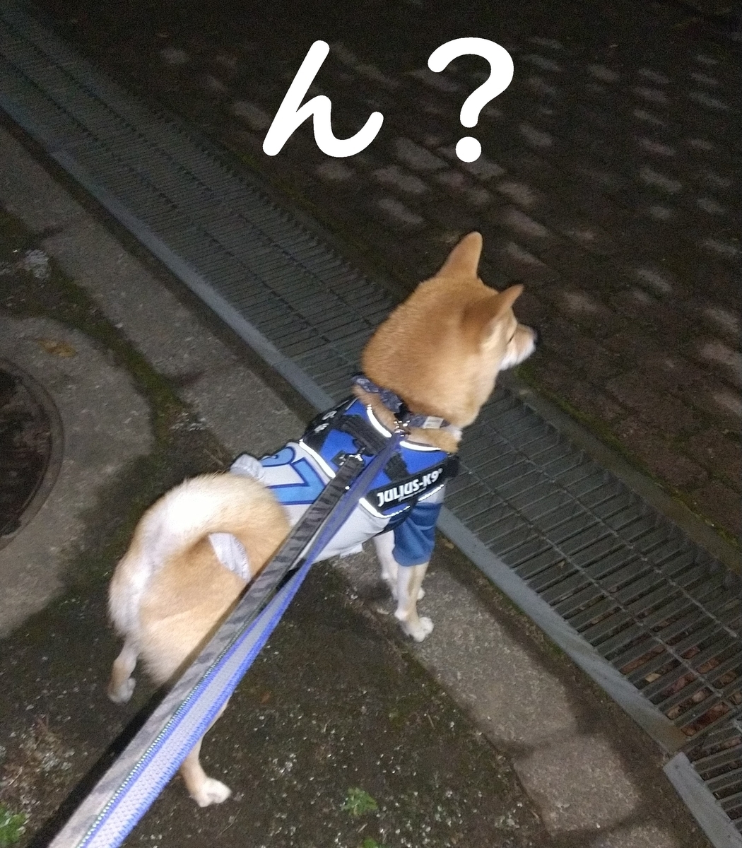 f:id:hanatara:20201127082534j:plain