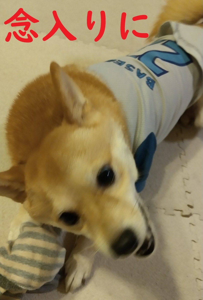 f:id:hanatara:20201127092147j:plain
