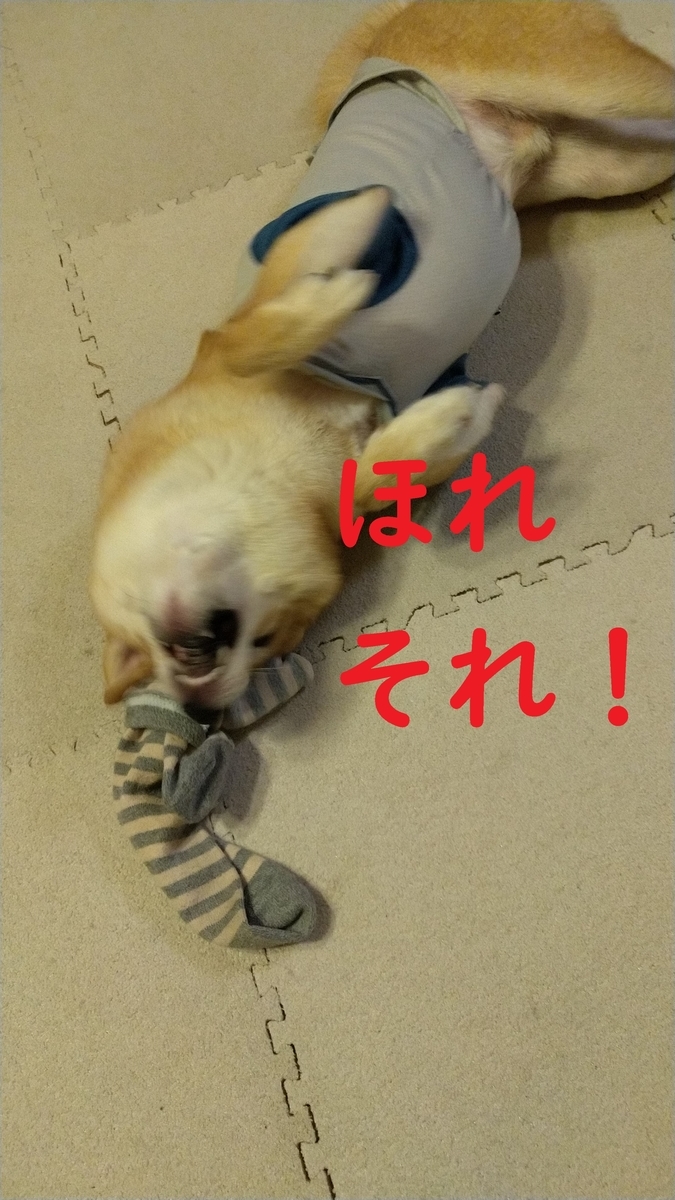 f:id:hanatara:20201127092931j:plain
