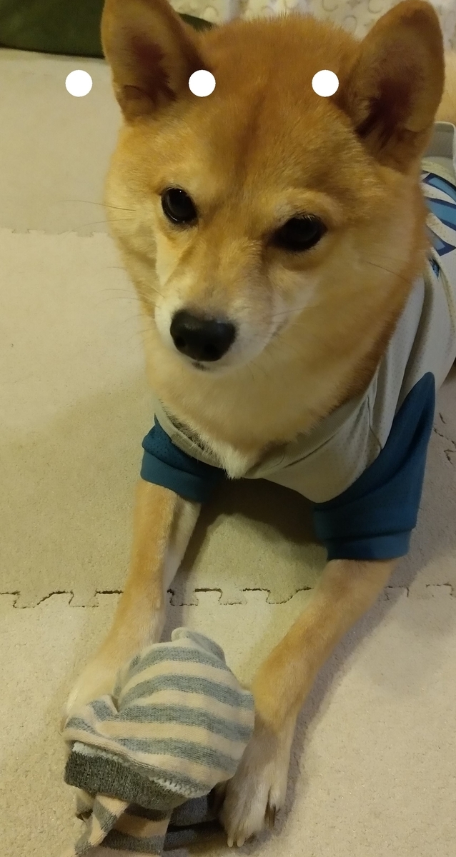f:id:hanatara:20201127093057j:plain