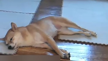 f:id:hanatara:20201127095516j:plain