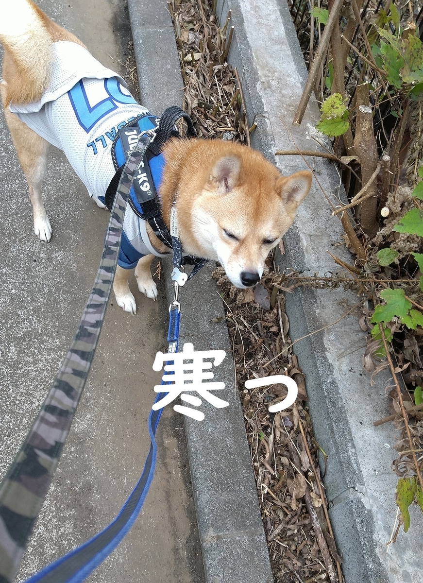 f:id:hanatara:20201129113501j:plain
