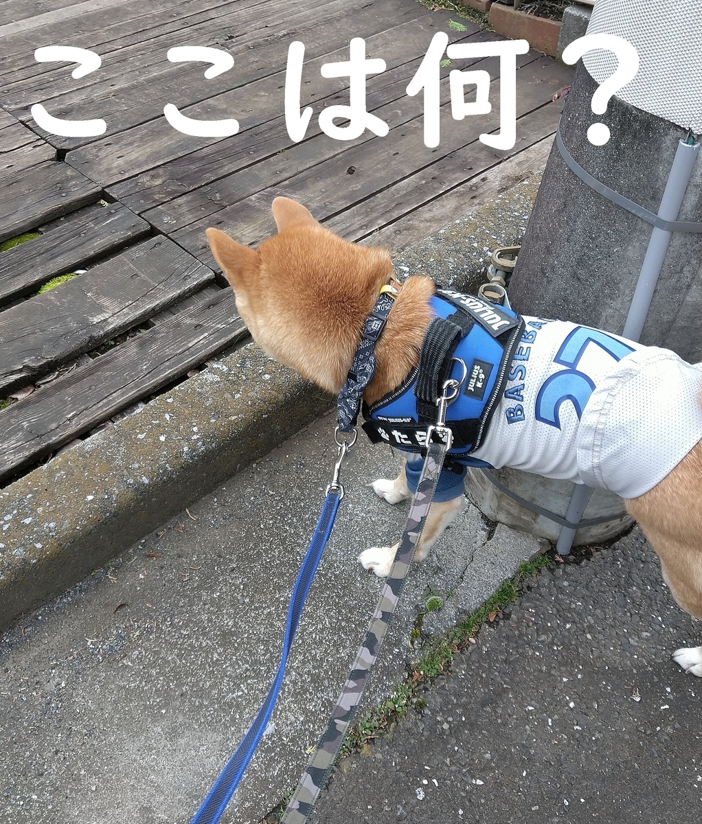f:id:hanatara:20201129113558j:plain