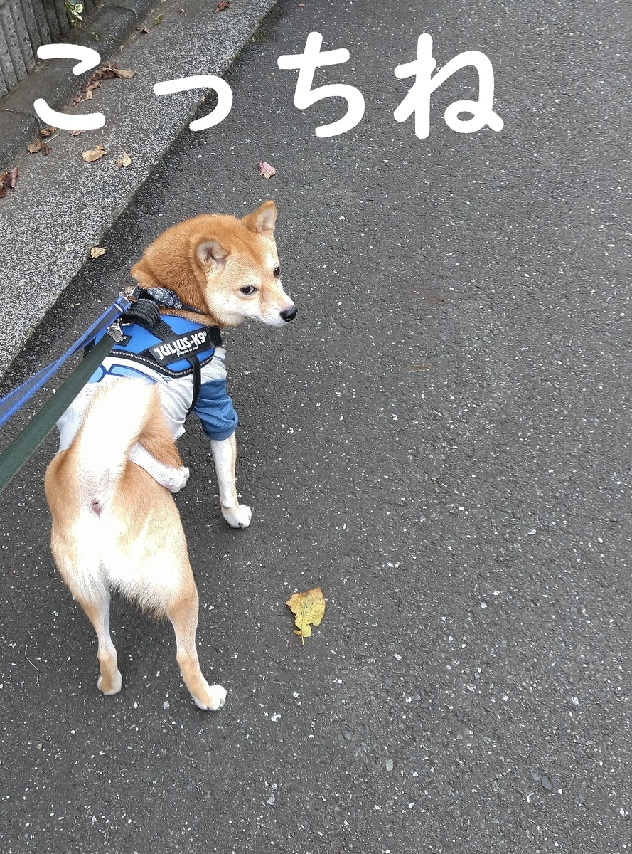 f:id:hanatara:20201129113702j:plain