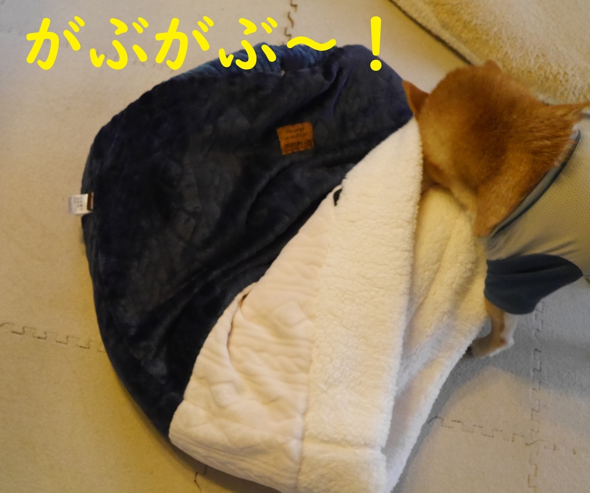 f:id:hanatara:20201129114636j:plain