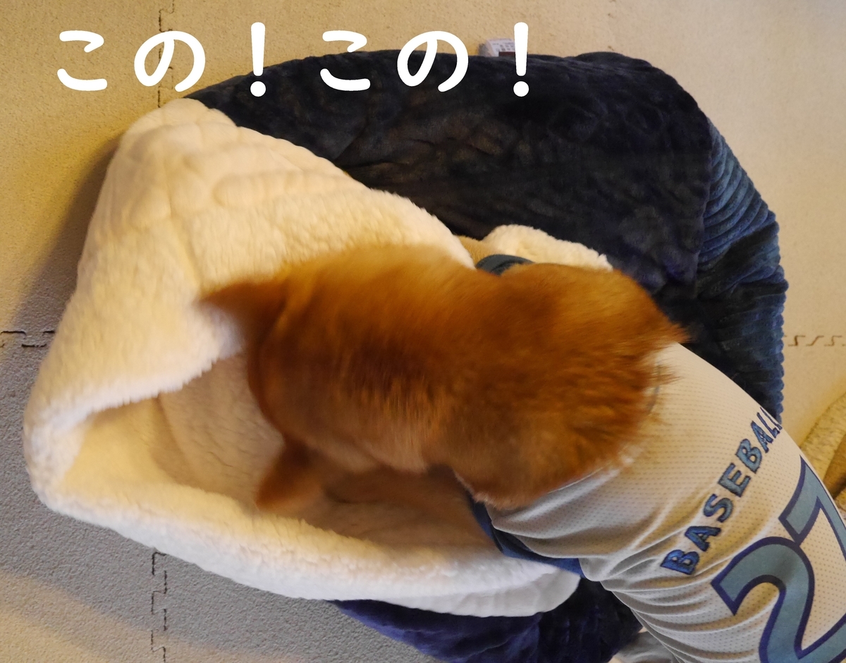 f:id:hanatara:20201129114806j:plain
