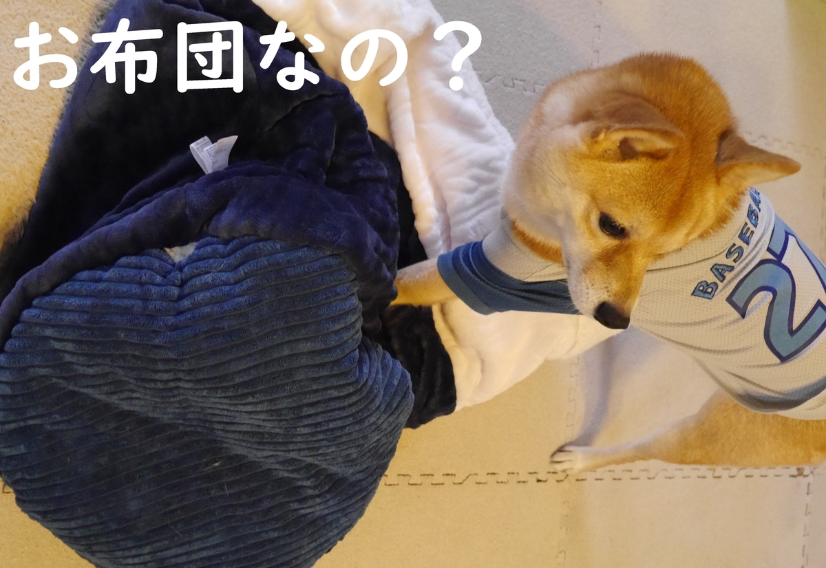 f:id:hanatara:20201129115230j:plain