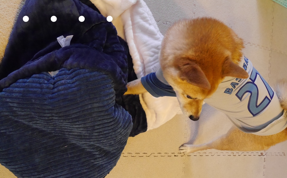 f:id:hanatara:20201129115352j:plain
