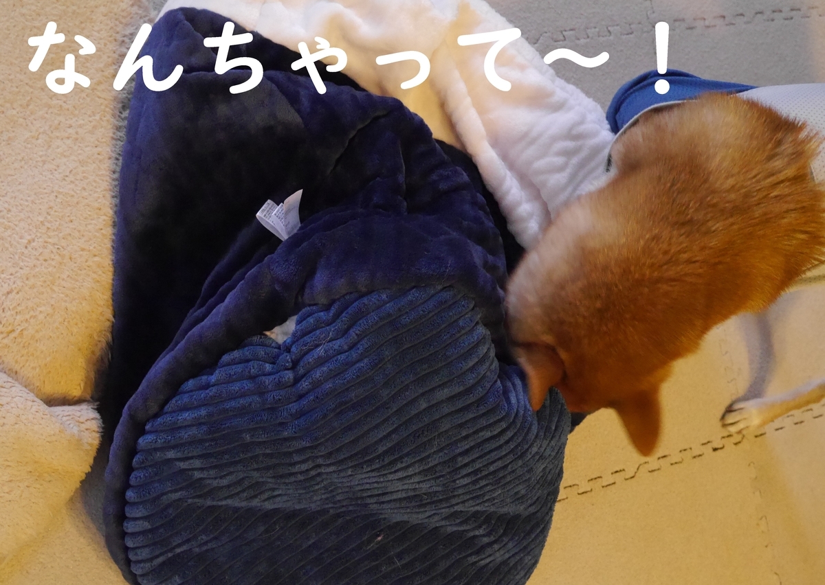 f:id:hanatara:20201129115436j:plain