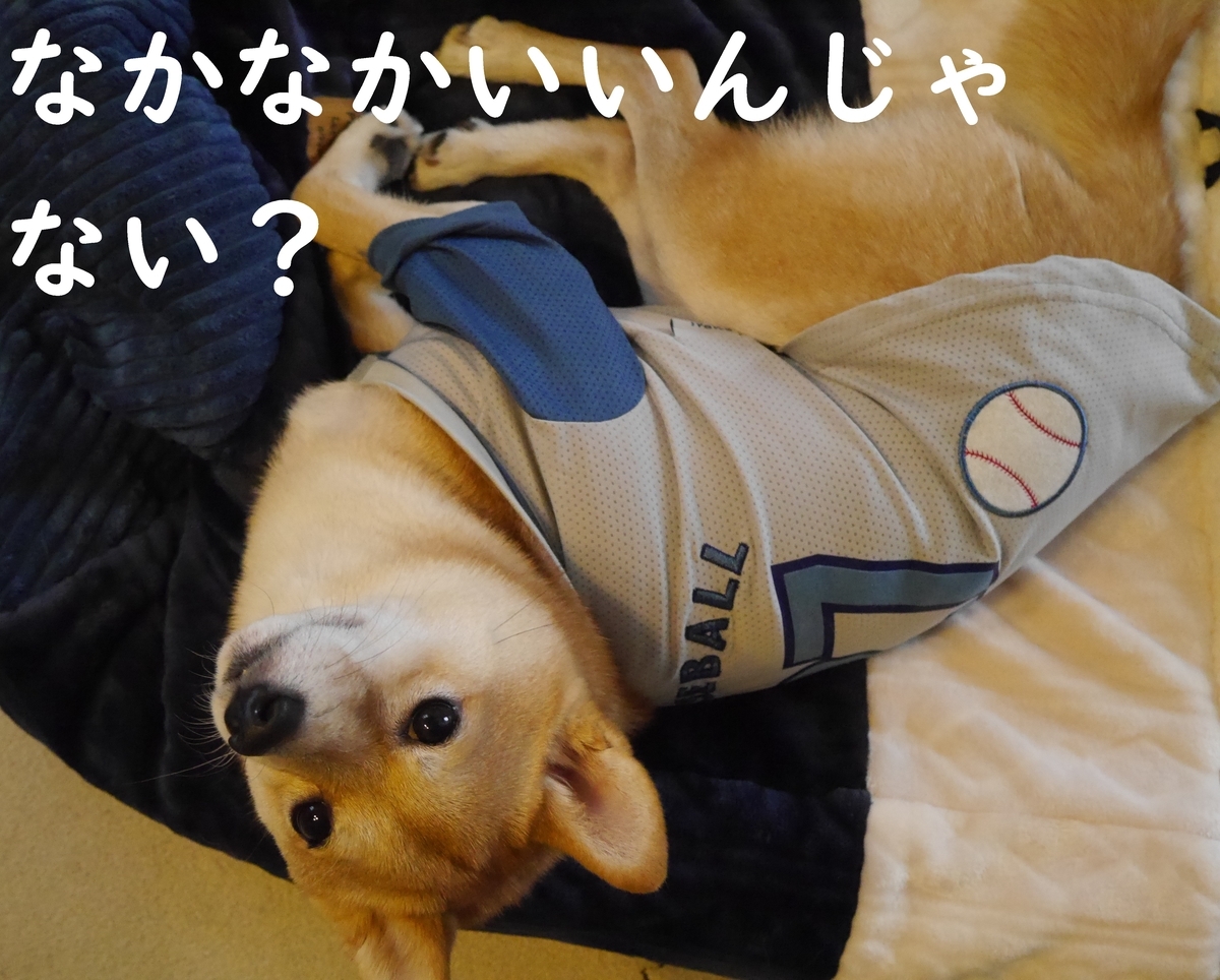 f:id:hanatara:20201204131014j:plain