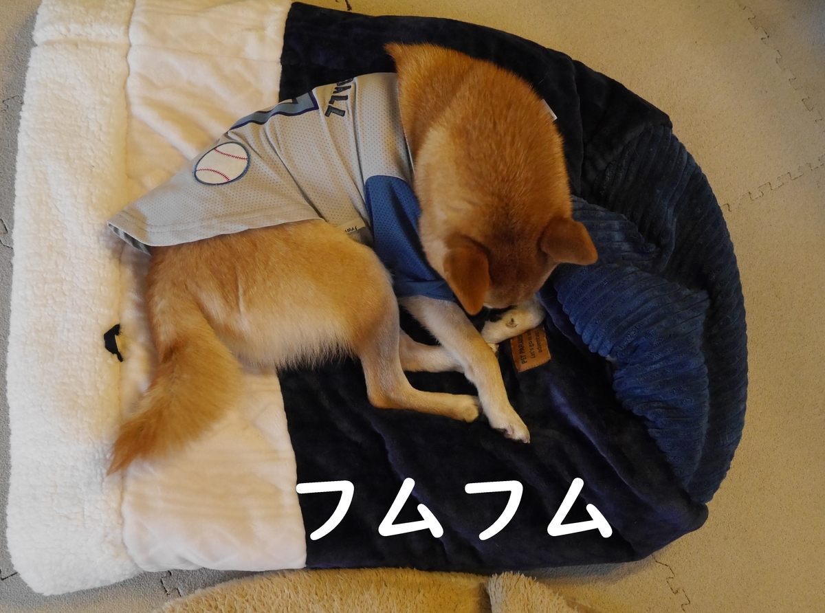 f:id:hanatara:20201204131227j:plain