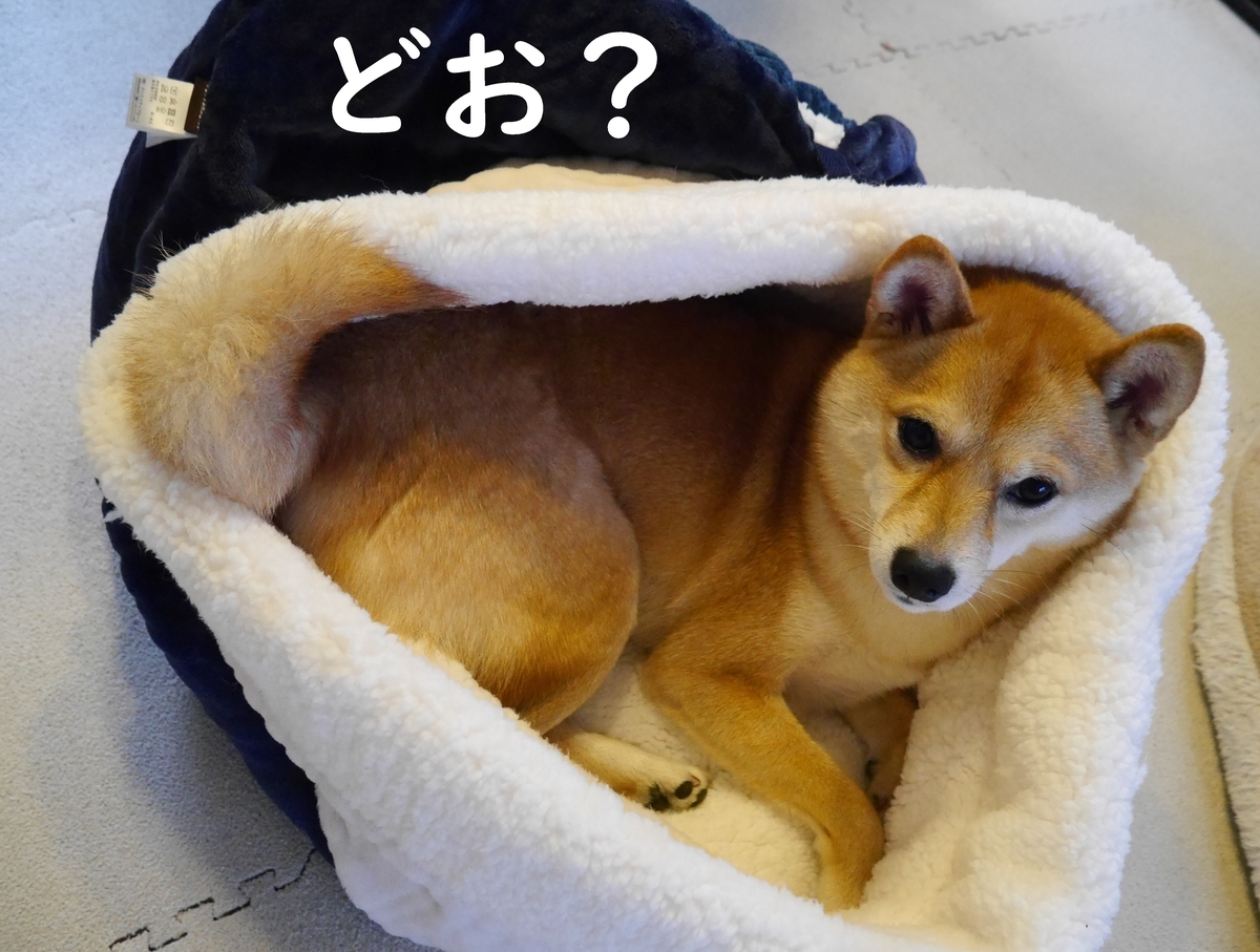 f:id:hanatara:20201204131325j:plain
