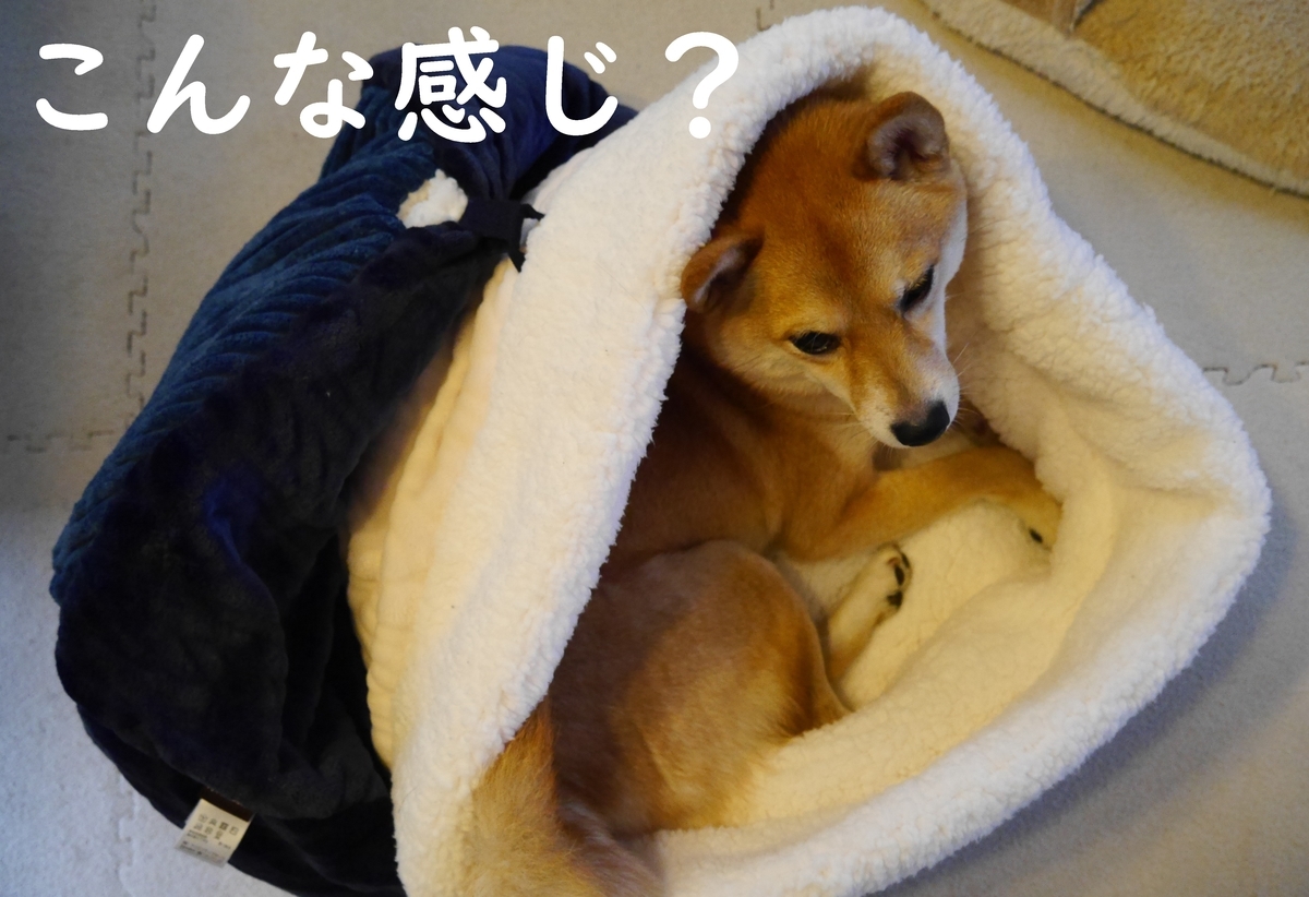 f:id:hanatara:20201204131441j:plain