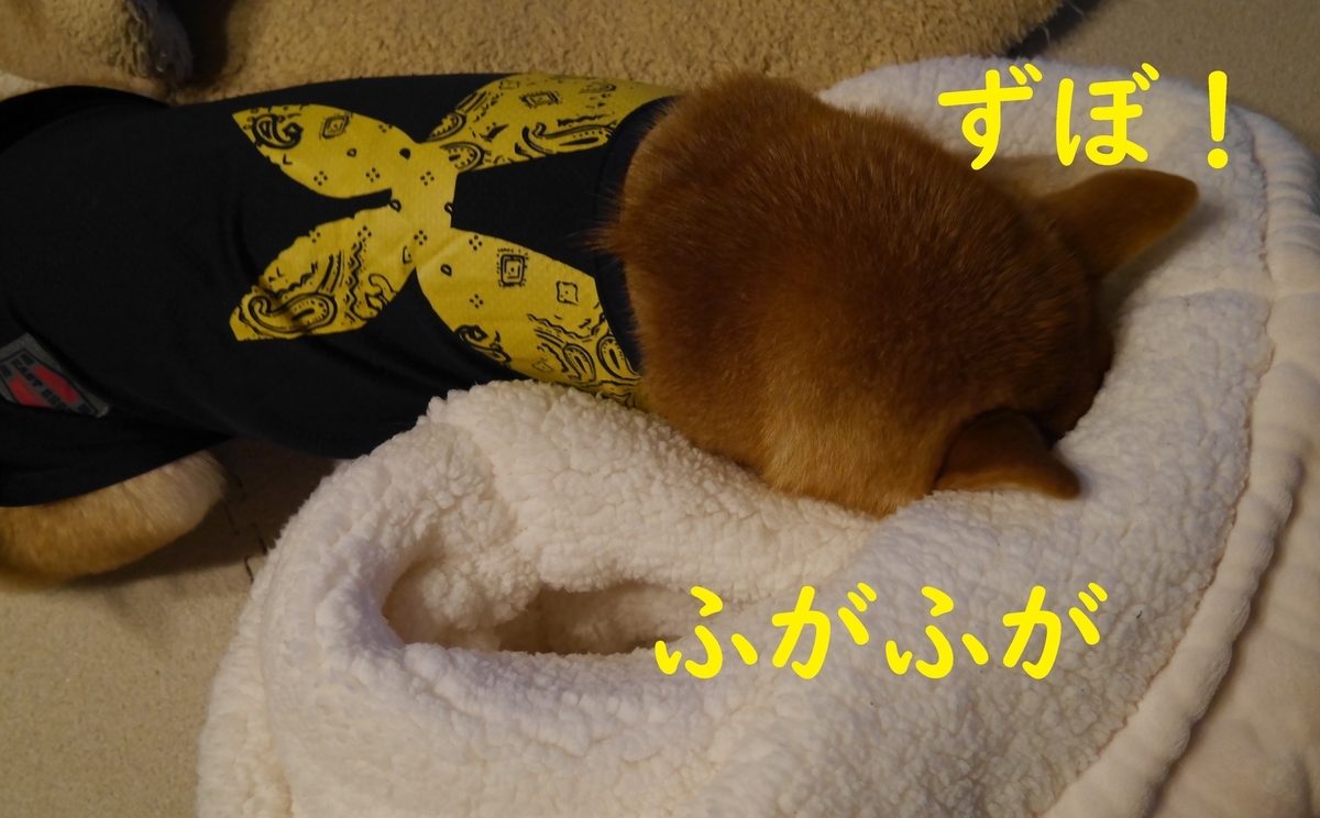 f:id:hanatara:20201205092117j:plain