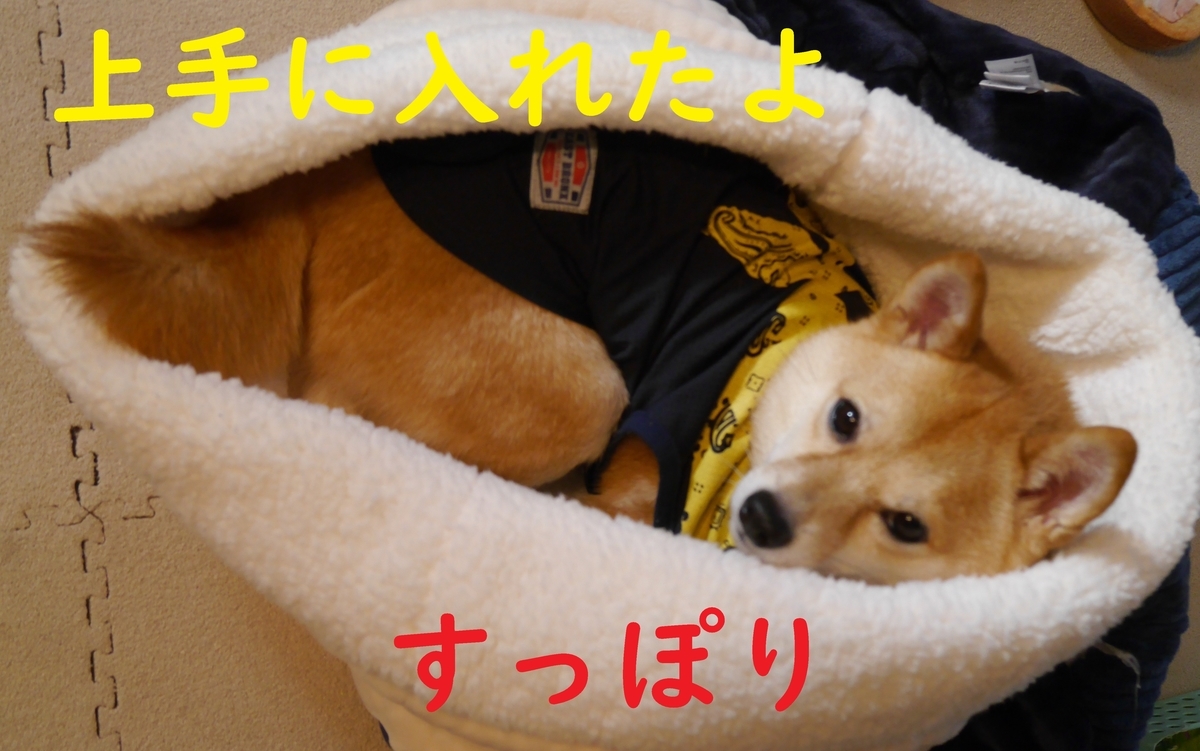 f:id:hanatara:20201205092412j:plain