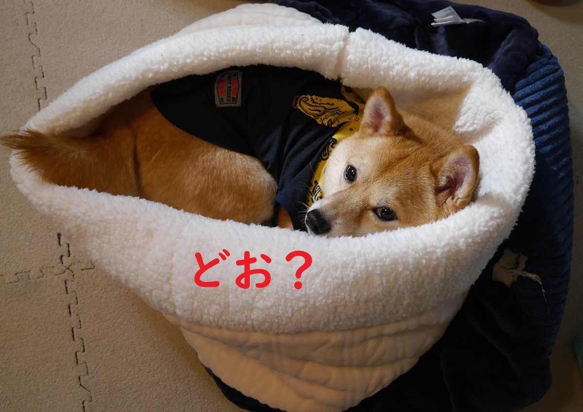 f:id:hanatara:20201205092544j:plain