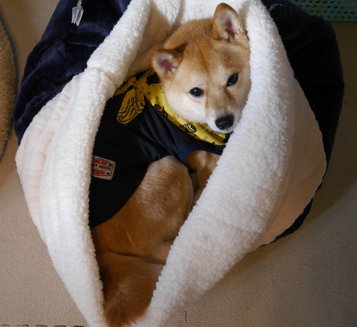 f:id:hanatara:20201205092752j:plain