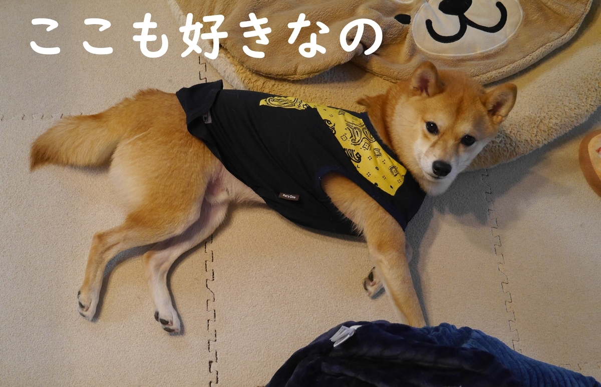 f:id:hanatara:20201205092838j:plain
