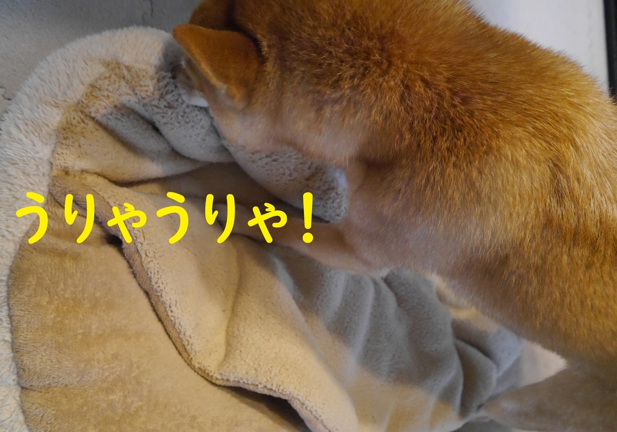f:id:hanatara:20201212095750j:plain
