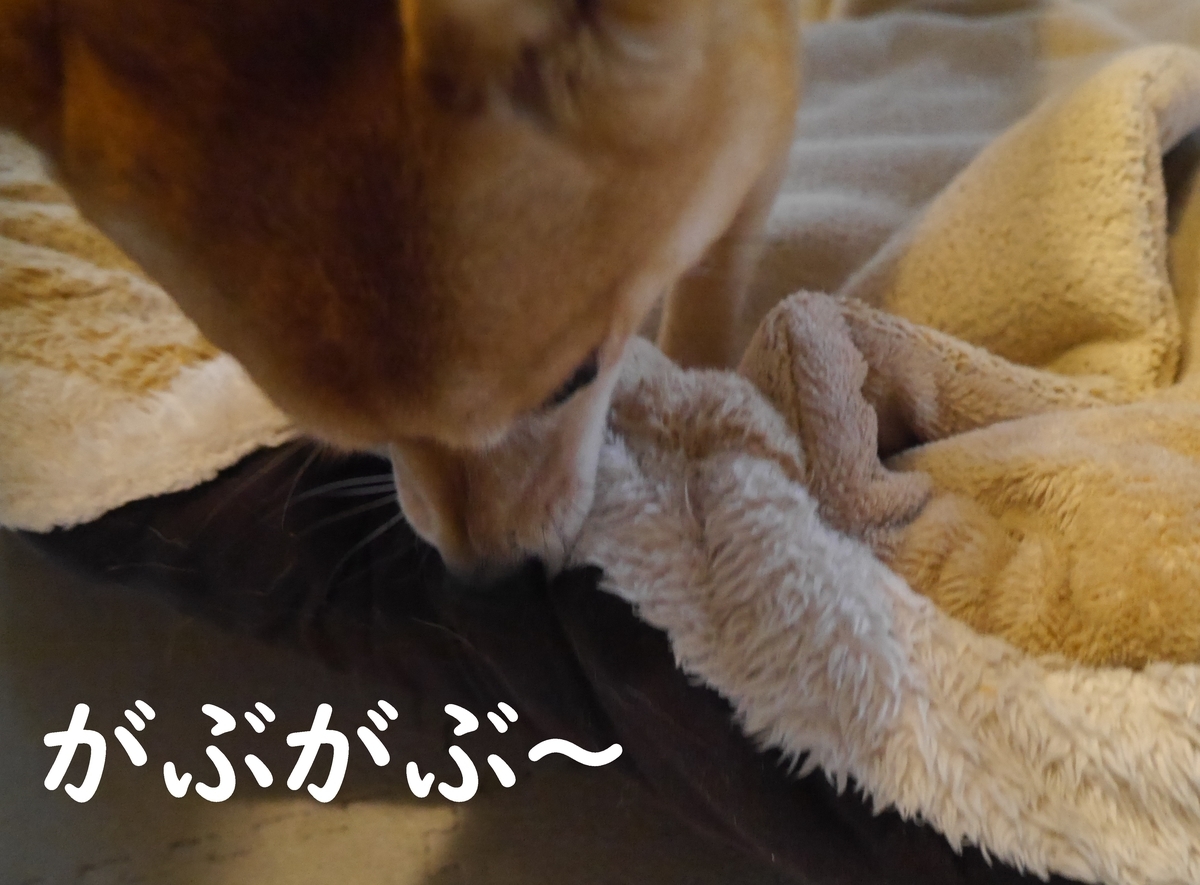 f:id:hanatara:20201212095915j:plain