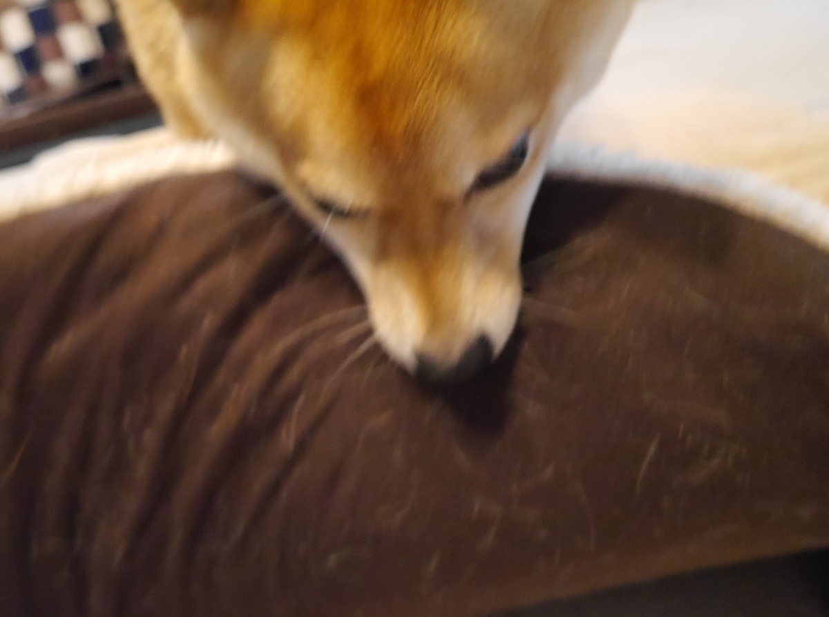 f:id:hanatara:20201212100553j:plain