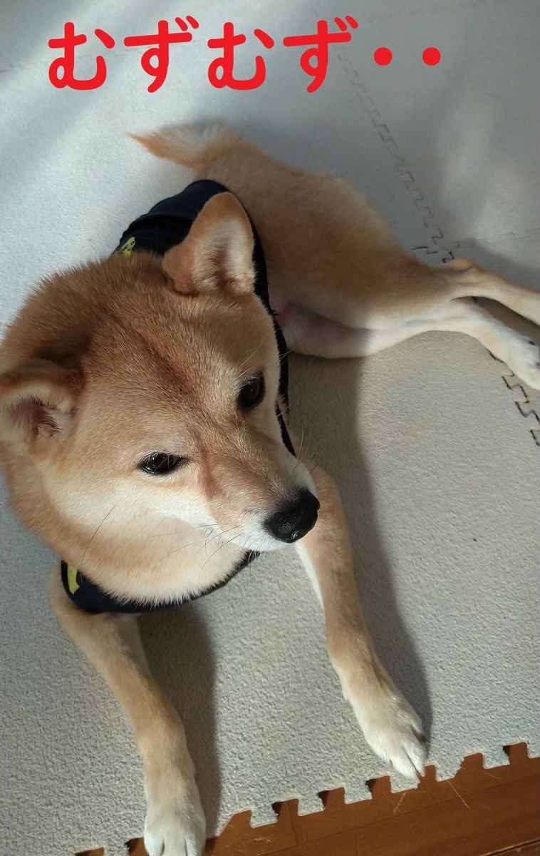 f:id:hanatara:20201212110547j:plain