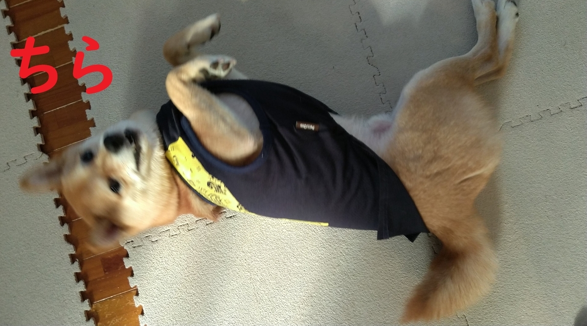 f:id:hanatara:20201212110642j:plain