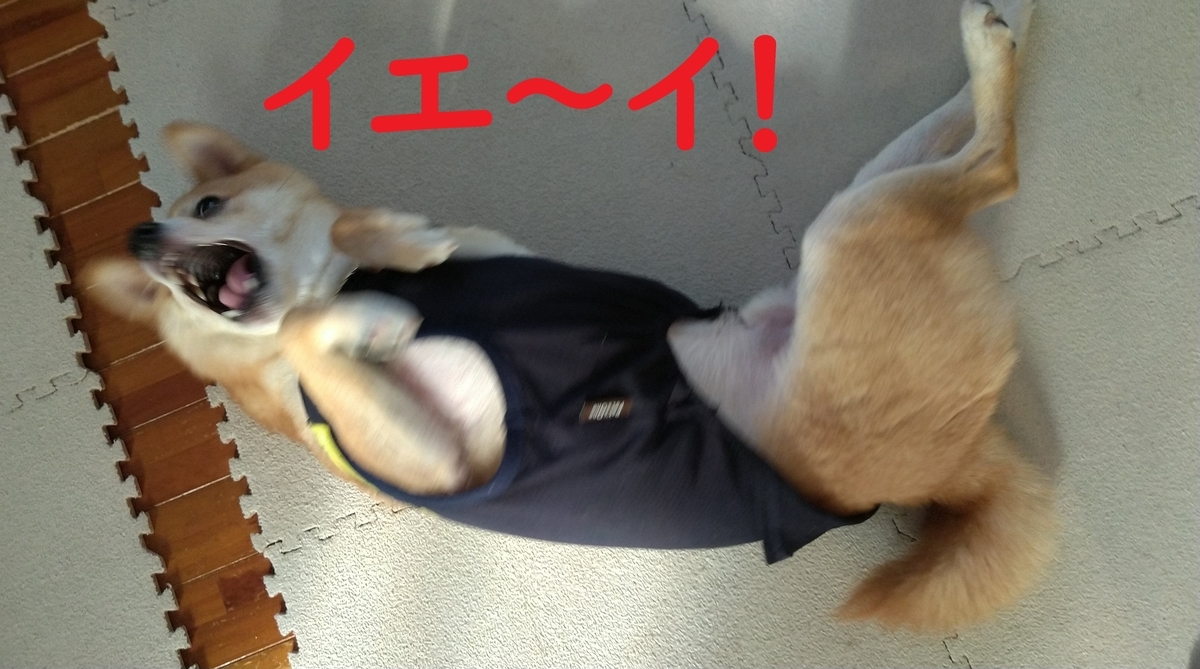 f:id:hanatara:20201212110722j:plain