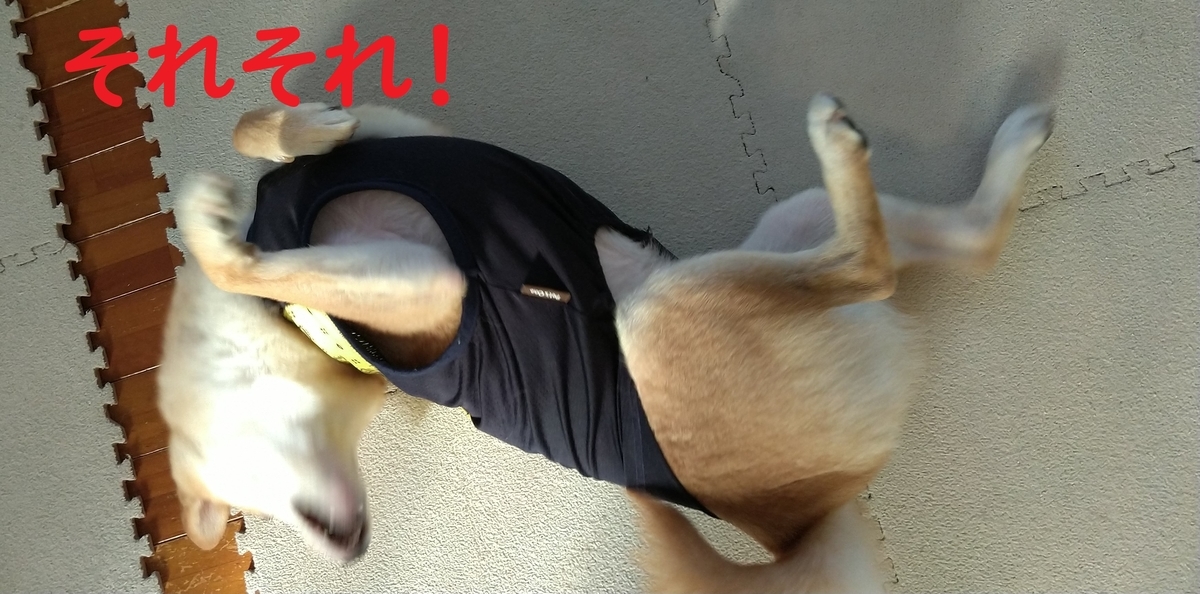 f:id:hanatara:20201212110912j:plain