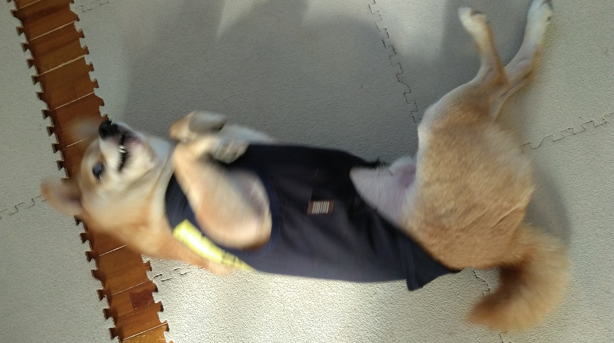 f:id:hanatara:20201212111124j:plain