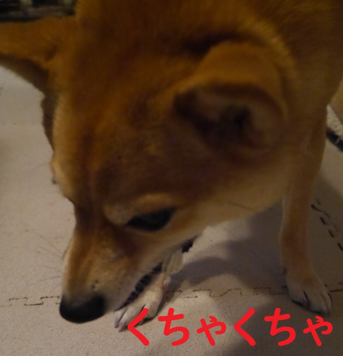 f:id:hanatara:20201215072603j:plain
