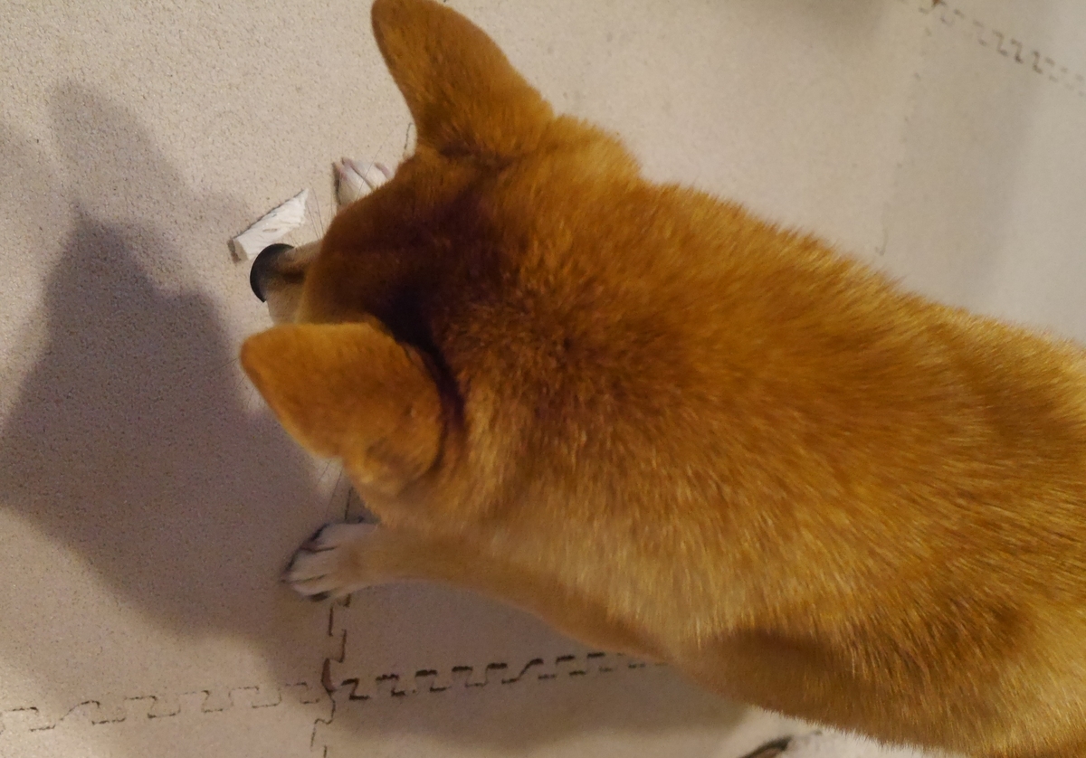 f:id:hanatara:20201215072644j:plain