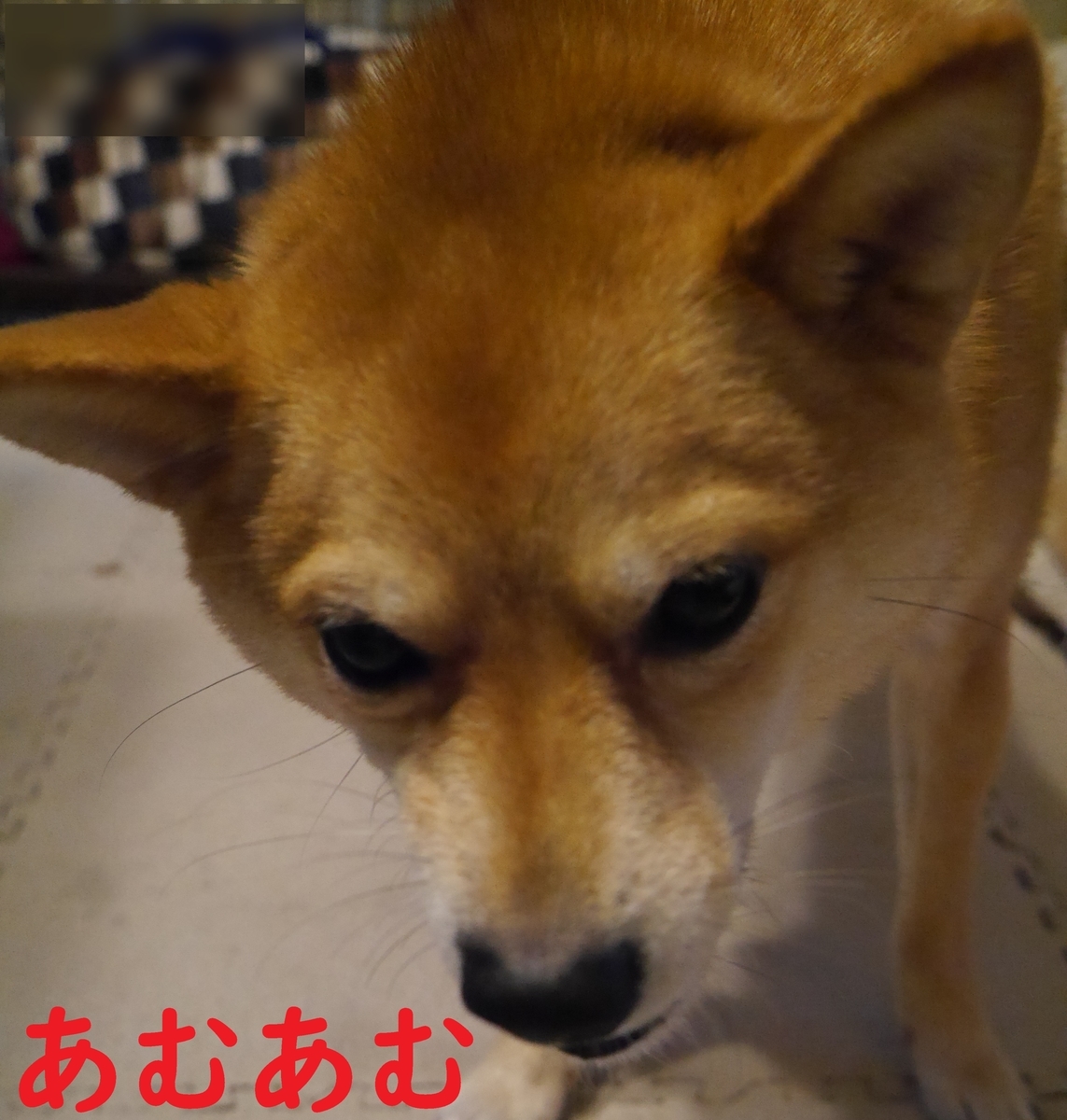 f:id:hanatara:20201215072815j:plain