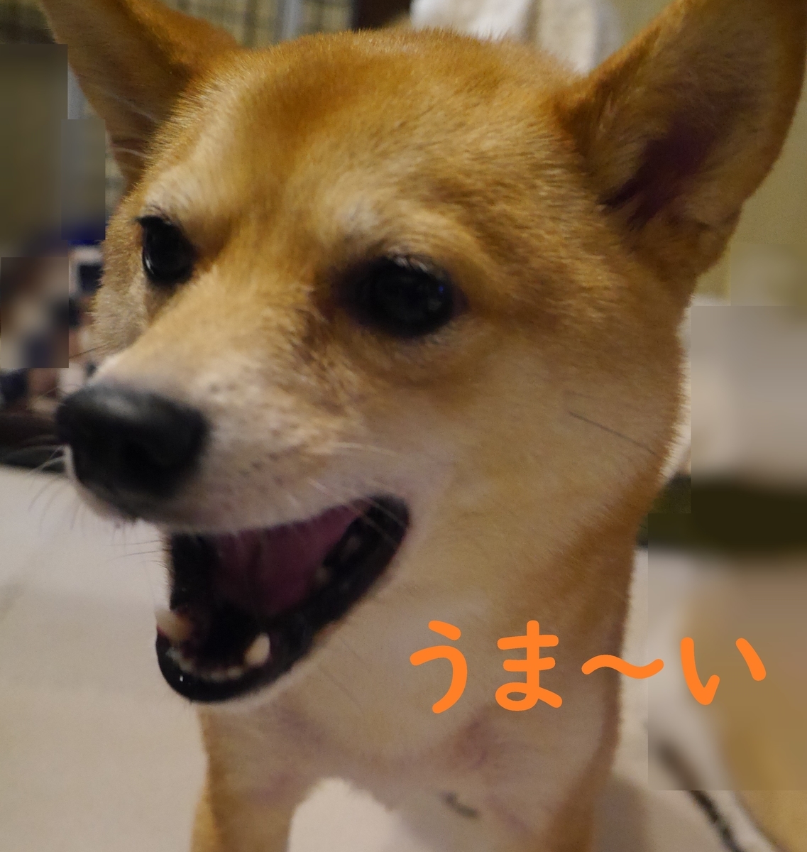 f:id:hanatara:20201215073056j:plain