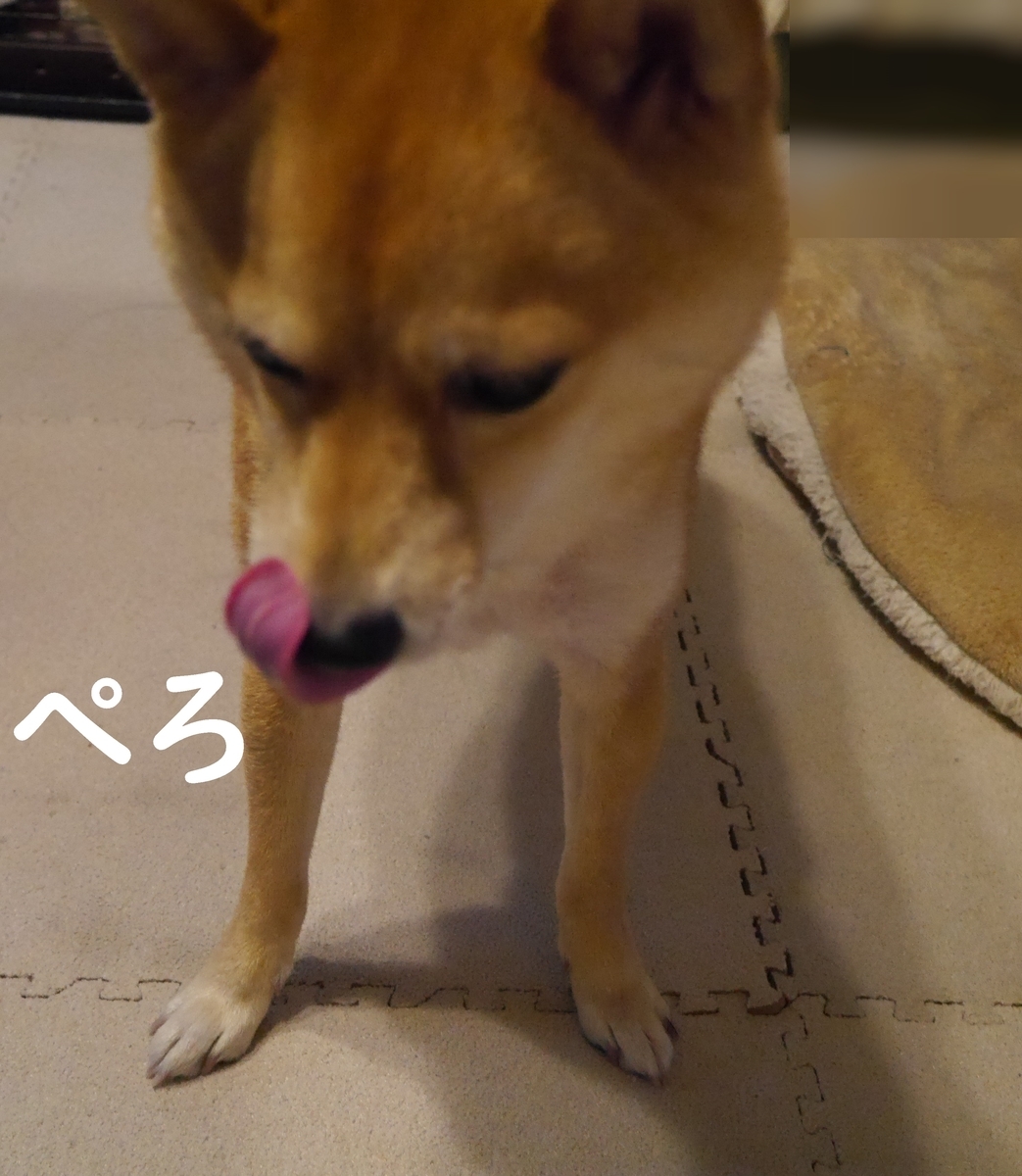 f:id:hanatara:20201215073226j:plain