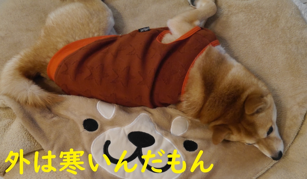 f:id:hanatara:20201223073536j:plain