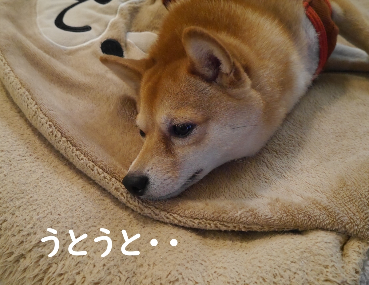 f:id:hanatara:20201223073830j:plain