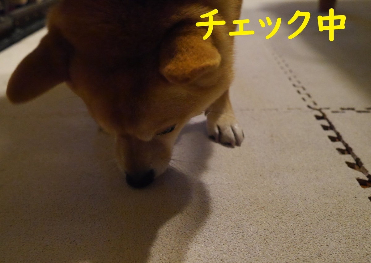 f:id:hanatara:20201223081746j:plain