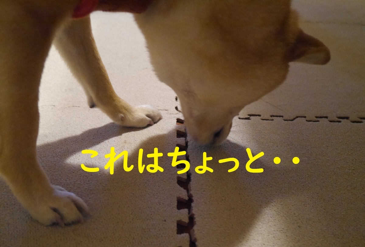 f:id:hanatara:20201223081826j:plain