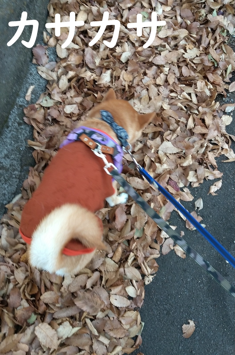 f:id:hanatara:20201226133259j:plain