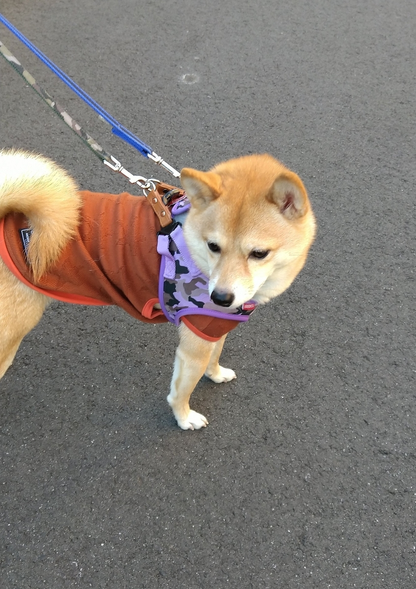 f:id:hanatara:20201226134045j:plain