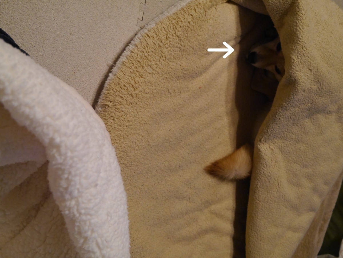 f:id:hanatara:20201226135317j:plain